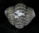 Enrolled Flexicalymene Trilobite From Ohio #20970-3